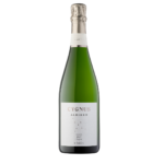 Cygnus brut